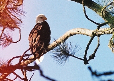 [Eagle perched in a tree looking back over its shoulder down at something. ]